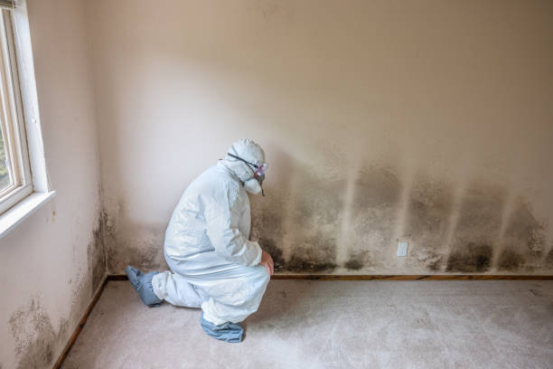 Best Attic Mold Removal  in Otterbe, IN